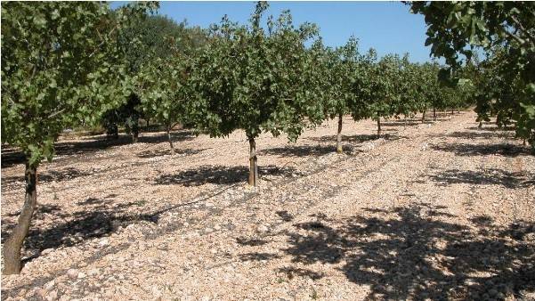 riego deficitario pìstacho